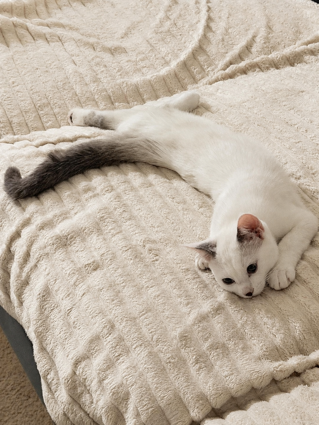 Real photo of Angel, a white kitten relaxing on a blanket