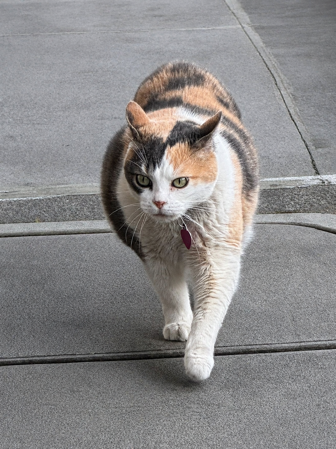 Lilly, the local celebrity, walking confidently outside
