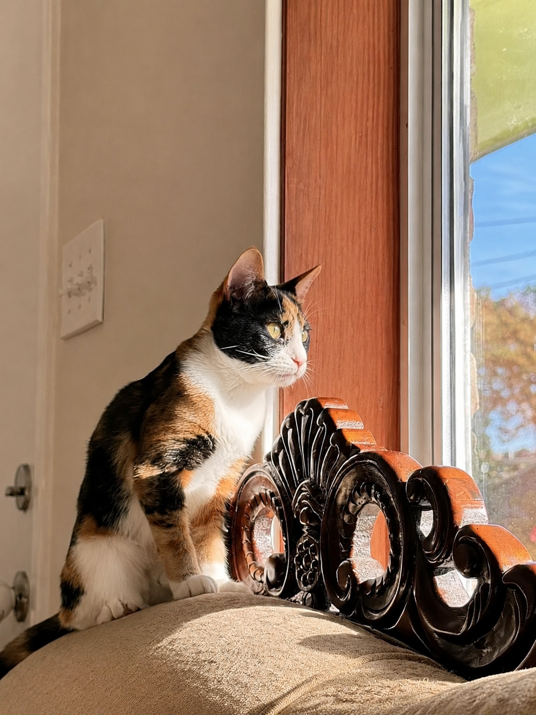 Real photo of Lollipop, a young calico kitten