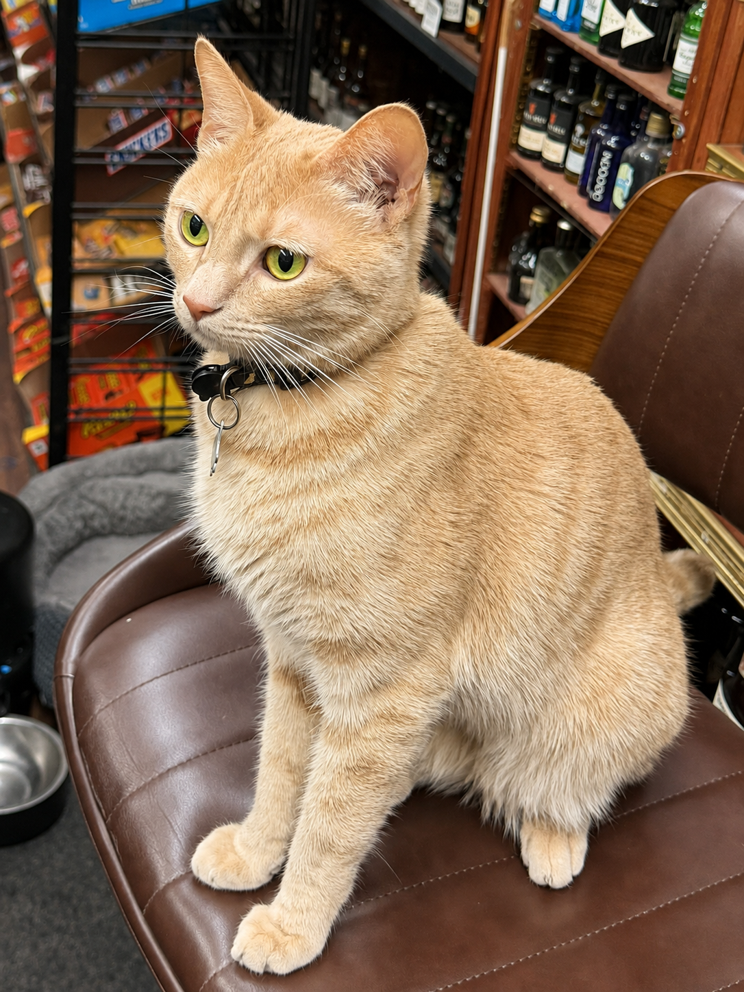 Murphy sitting on a shop chair