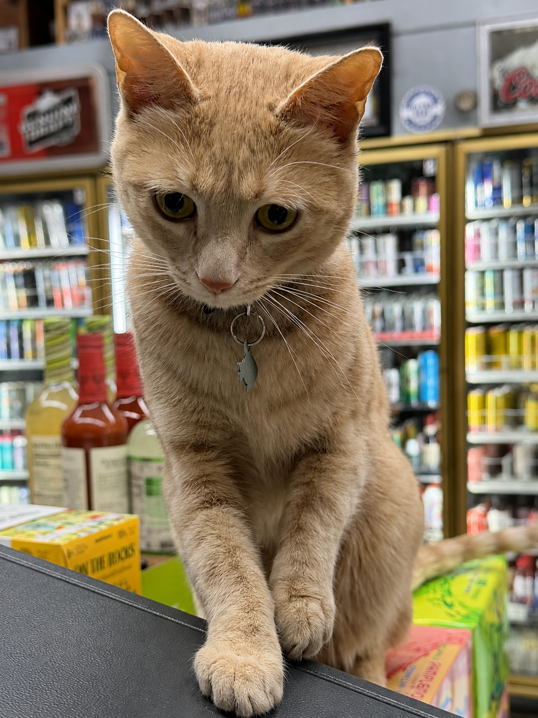 Real photo of Murphy, a pale orange tabby cat at the store counter