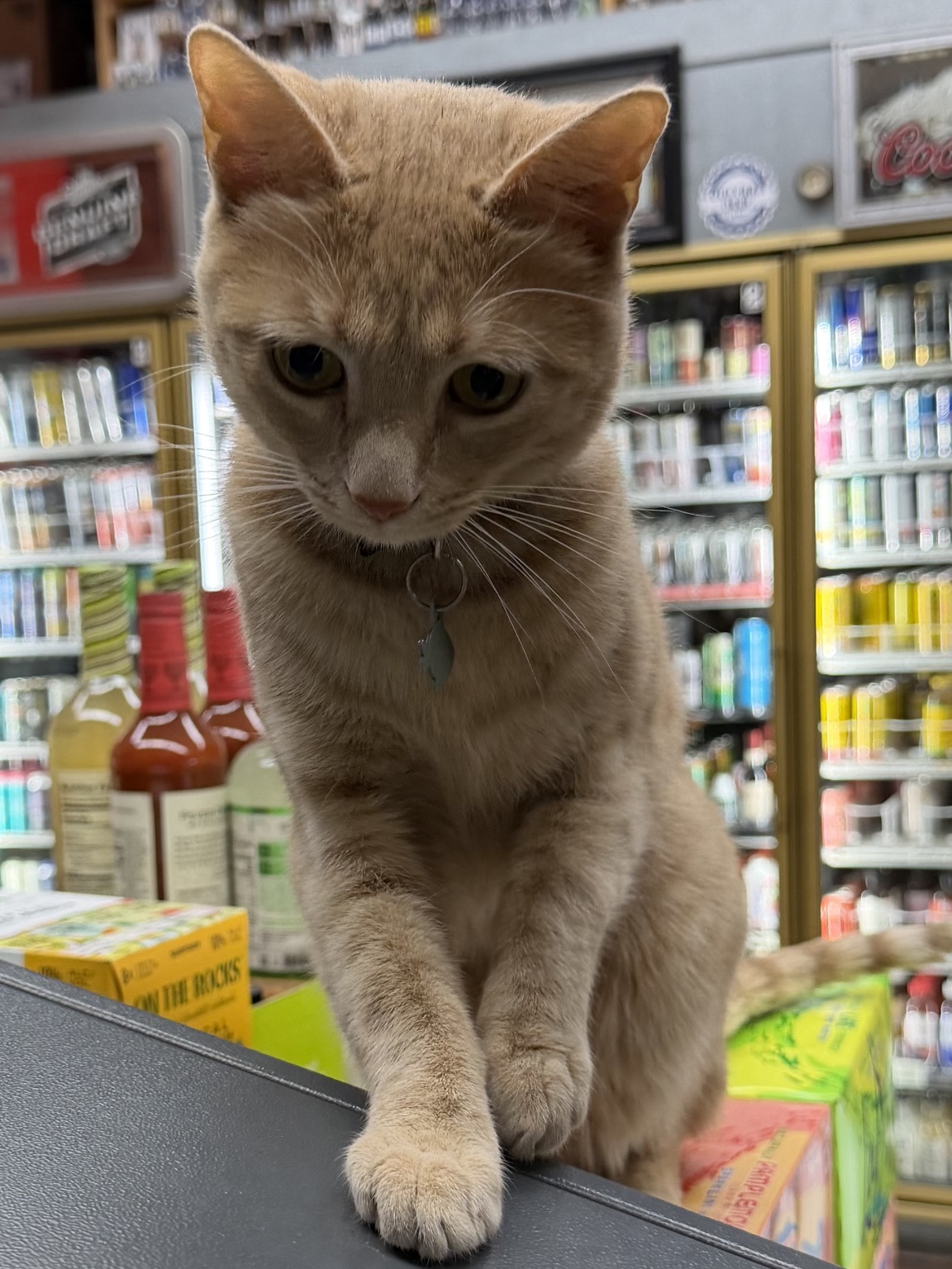 Real photo of Murphy, a pale orange tabby cat at the store counter