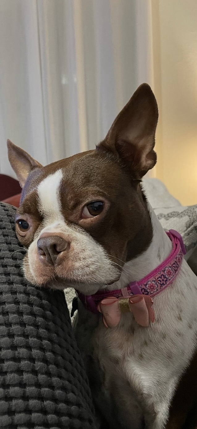 Close-up portrait of Ruby wearing her pink collar
