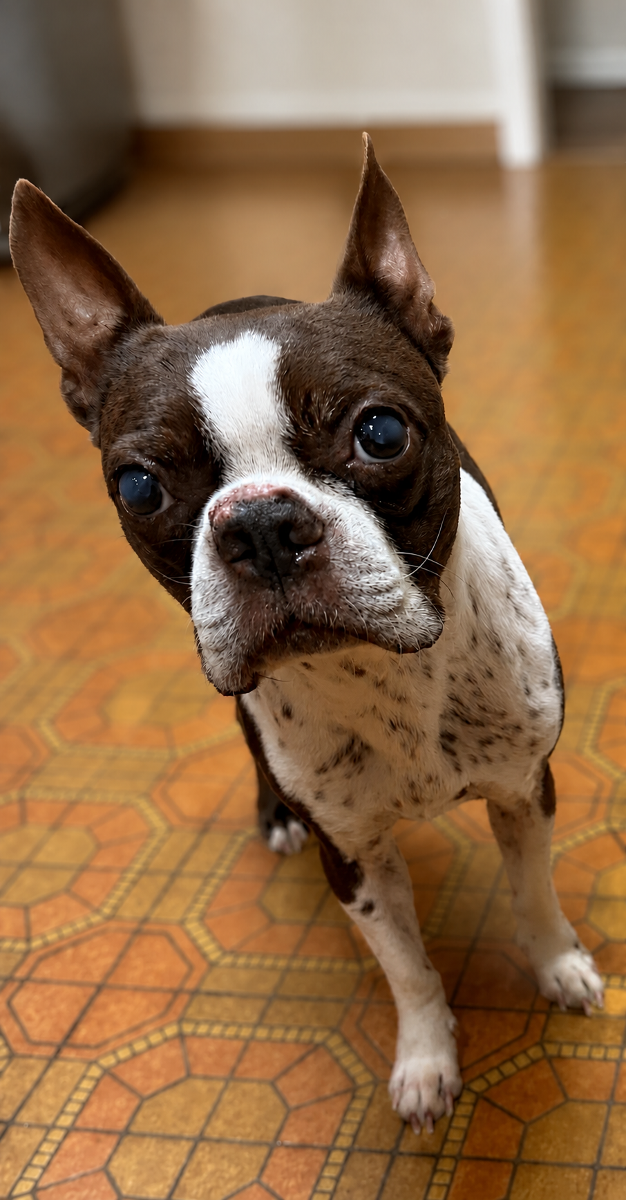 Real portrait of Ruby the Boston Terrier