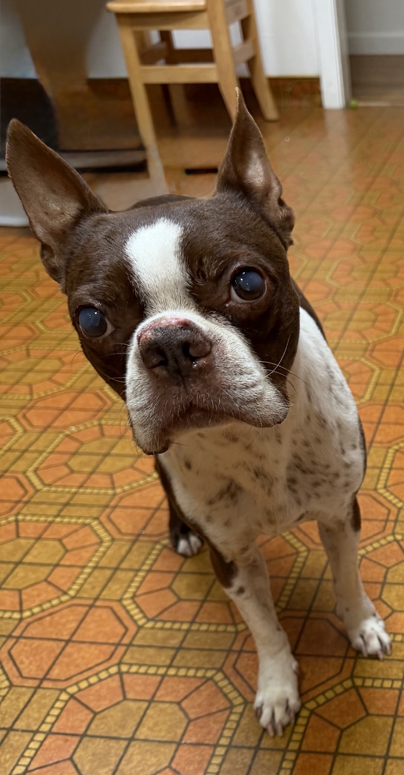 Real portrait of Ruby the Boston Terrier